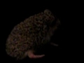 Prickles is anointing Prickles is anointing