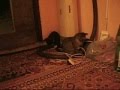 videos de Koty z piwnicy