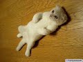 cute cats 2 cute cats 2