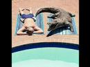 Naljakad pildid(funny pictures) Naljakad pildid(funny pictures)