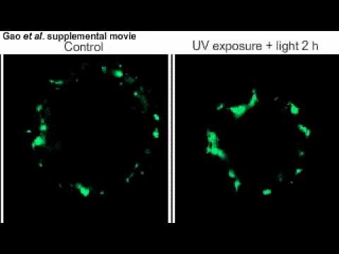 Implication of reactive oxygen species and mitochondrial dysfunction in the early stages of plant p