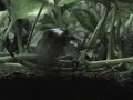 Willy Eats