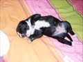 stafford shire bull terrier 