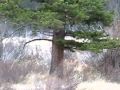 Grand Lake, CO trip elk rut 4