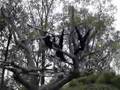 Siamang Duet