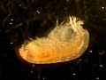 Antarctic amphipod