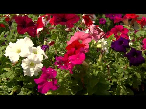 how to fertilize mexican petunias