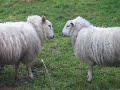Sheep Fighting Part 3/3
