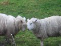 Sheep Fighting Part 3/3