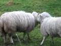 Sheep Fighting Part 3/3