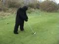 Gorillas return to prestwick and ayr