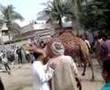 Gulberg , imran , eid camel , camel , baqraeid