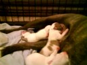 Irish Staffy pups