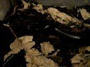 my millipedes