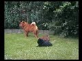 Chow Chow Welpen spielen im Garten