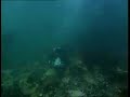 underwater encounter with seals