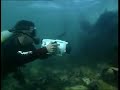 underwater encounter with seals