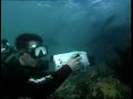 underwater encounter with seals