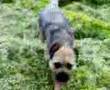 border terrier on mountain