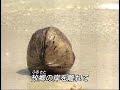 Rimi Natsukawa  椰子の実