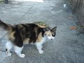 gata serafina gata serafina
