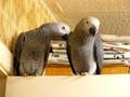 Mojo & Shinda my African Grey parrots