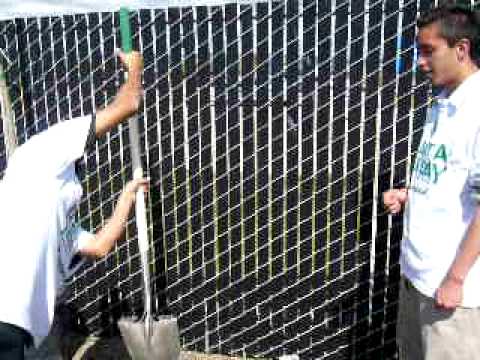 how to transplant photinia