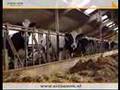 Accon avm adviseurs en accountants - melkveehouderij