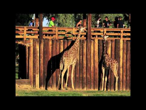 Dillon's Restaurant Moves to the Wildlife World Zoo!