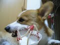Goro@Welsh corgi 20061212 Gum Goro@Welsh corgi 20061212 Gum