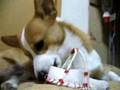 Goro@Welsh corgi 20061212 Gum