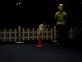 MAG test poedel Canine Company