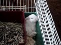 Bunny Resting Bunny Resting