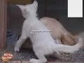 かわいい犬動画