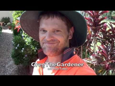 how to transplant a small apple tree