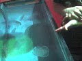 Jellyfish interactive exibit at Camden aquarium