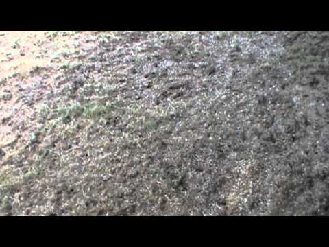 how to aerate and fertilize a lawn