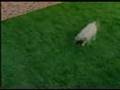 Funny Foriegn Epson Commercial