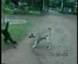 Monkey-vs-Dog