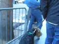 Airedale Terrier video