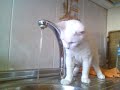 gato vs grifo