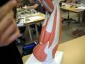 Leg Muscles Version 2