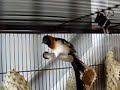 Paradise Whydah - \"Gene\" Whydah Bird Paradise Whydah - \"Gene\" Whydah Bird
