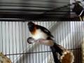 Paradise Whydah - Gene Whydah Bird