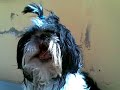 mi shit tzu *nala*