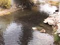 Taylor Creek Kokes
