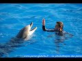 La complicité entre soigneurs et animaux au Marineland La complicité entre soigneurs et animaux au Marineland