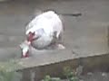 Perkosaan - free flv video @ vwatch.tv