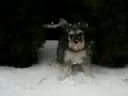 Stella-the-Schnauzer