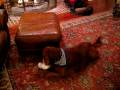 2008-12-30 | Connor's Aria ~> Our dog, Connor, an Irish Setter, loves to sing ... (00:55)